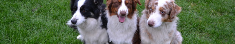 Banner profilu