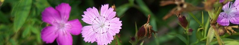 Banner profilu