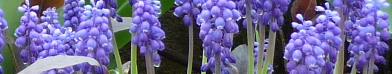 Banner profilu