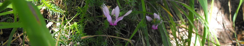 Banner profilu