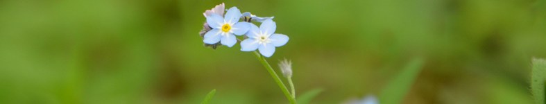 Banner profilu