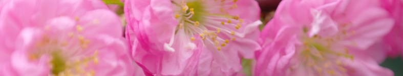 Banner profilu