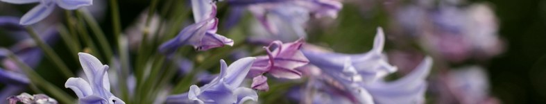 Banner profilu
