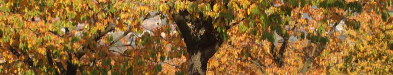Banner profilu