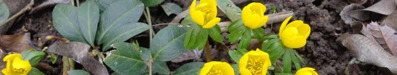 Banner profilu