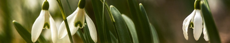 Banner profilu