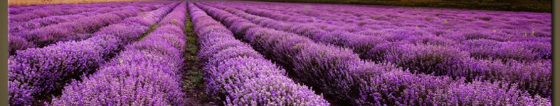 Banner profilu