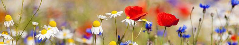 Banner profilu