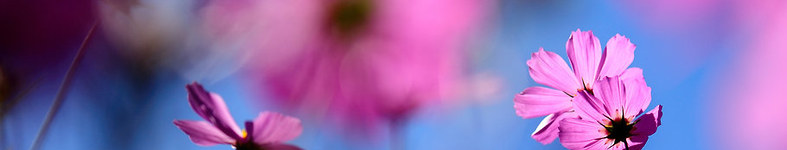 Banner profilu