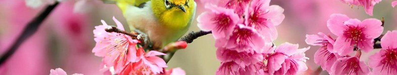 Banner profilu