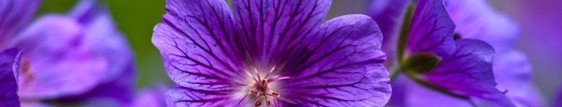 Banner profilu