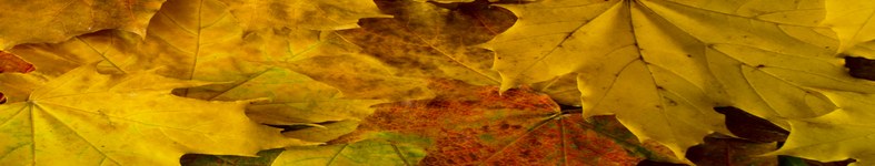 Banner profilu