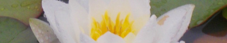 Banner profilu