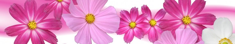 Banner profilu