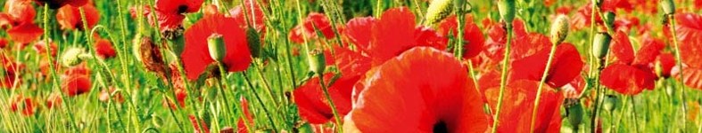 Banner profilu