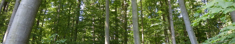 Banner profilu
