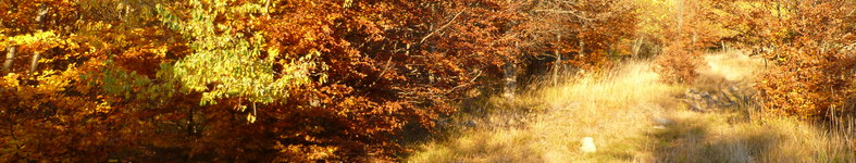 Banner profilu
