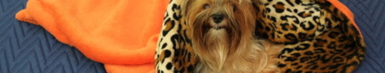 Banner profilu