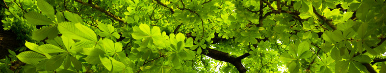 Banner profilu