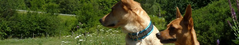Banner profilu