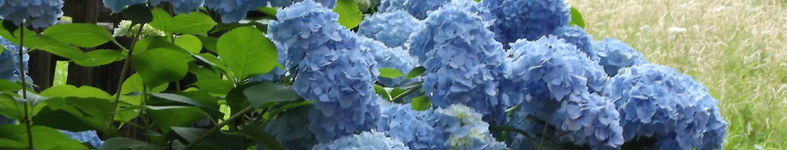 Banner profilu