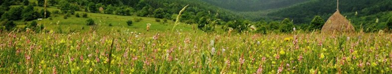 Banner profilu