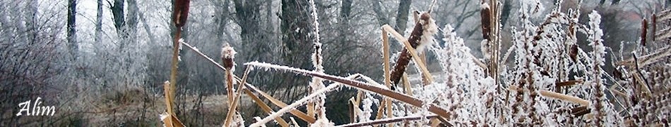 Banner profilu