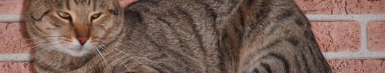 Banner profilu