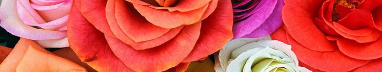 Banner profilu