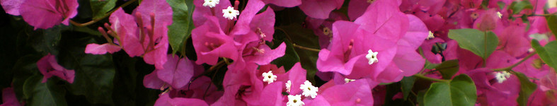 Banner profilu