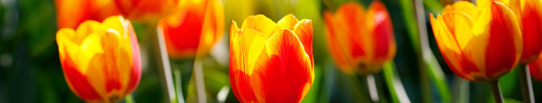 Banner profilu