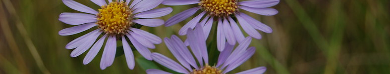 Banner profilu