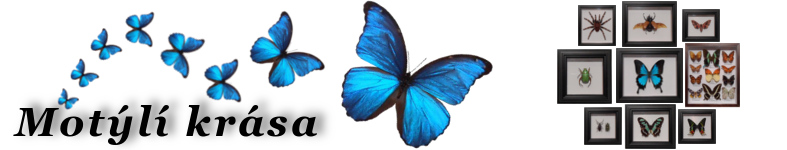 Banner profilu