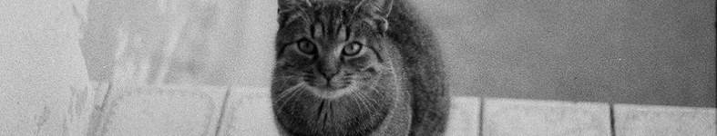 Banner profilu