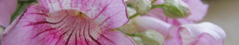Banner profilu
