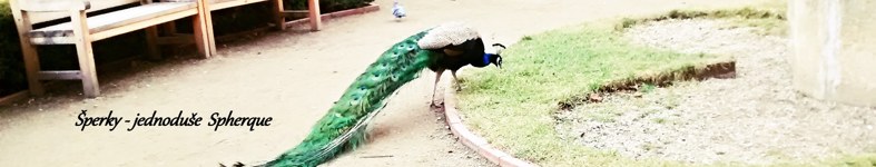 Banner profilu
