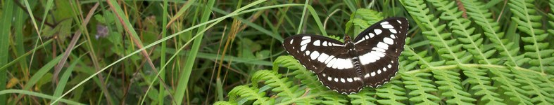 Banner profilu