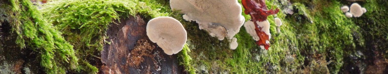 Banner profilu