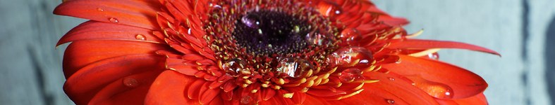 Banner profilu