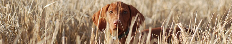 Banner profilu