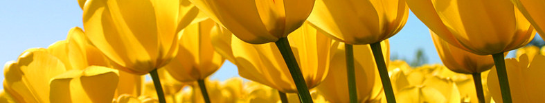 Banner profilu