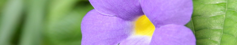 Banner profilu