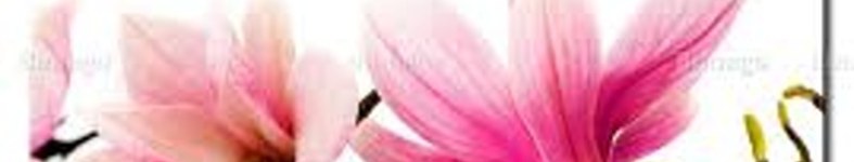 Banner profilu