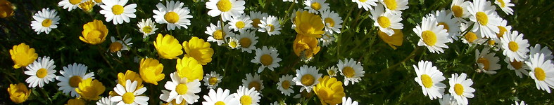 Banner profilu