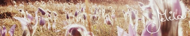 Banner profilu