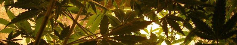 Banner profilu