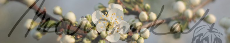 Banner profilu