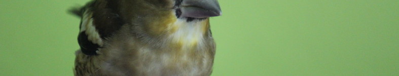 Banner profilu