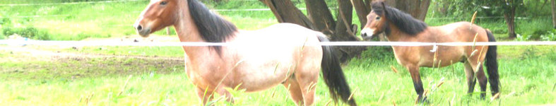 Banner profilu