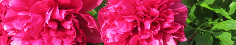 Banner profilu